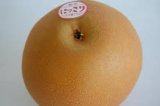 画像: 栃木ブランド 「にっこり」　5Kg　（6玉から8玉）